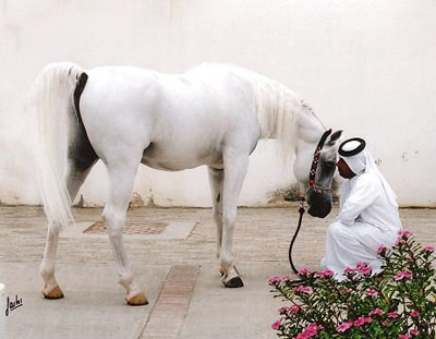 Al Adeed Al Shaqab ( Ansata Halim Shah x Sundar Alisayyah )